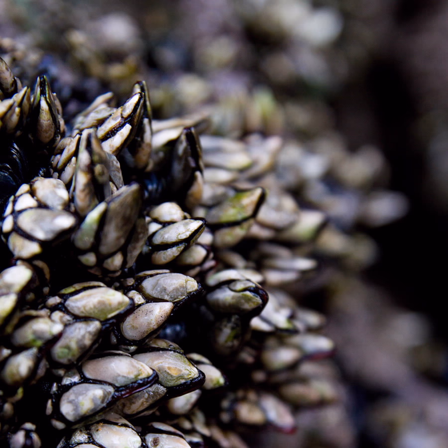 Percebes gallegos recién recogidos sobre la roca