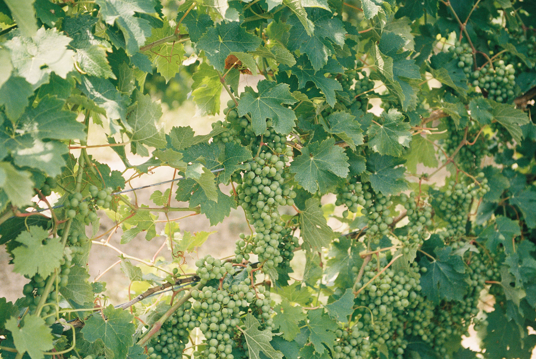 La vendimia en Rías Baixas: mucho más que vino